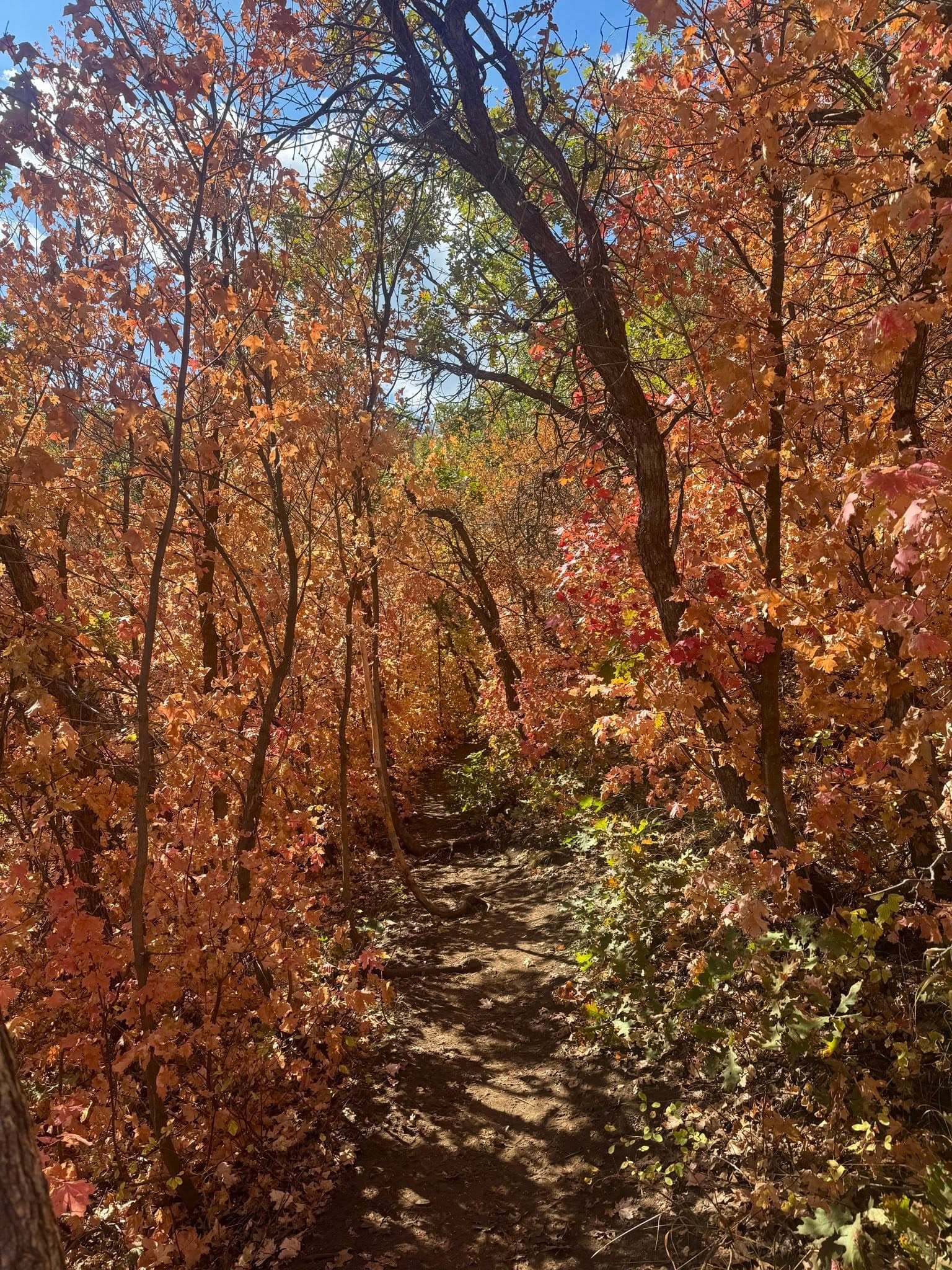 Aspen and evergreen forest trail near Park City