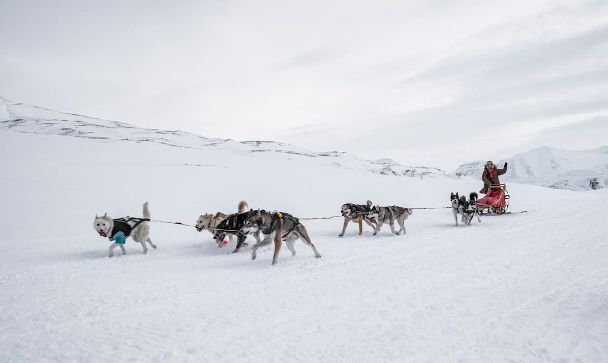 Husky team pulling a dog sled across open snow