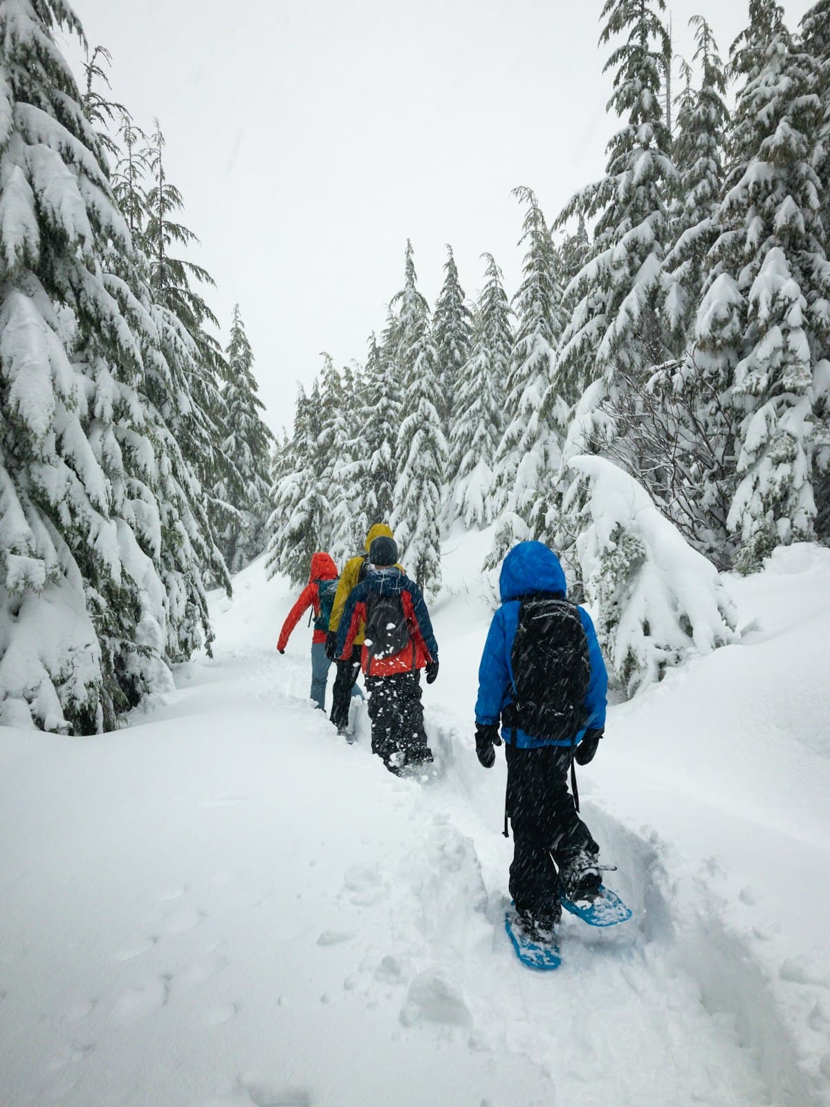 Group snowshoeing through a snowy evergreen forest