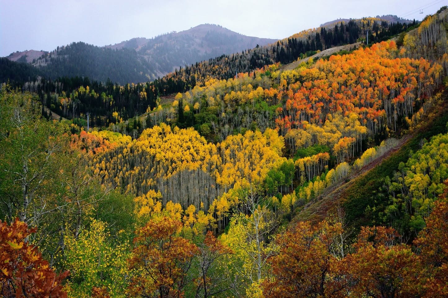Shaded forest hiking trail near Utah Olympic Park