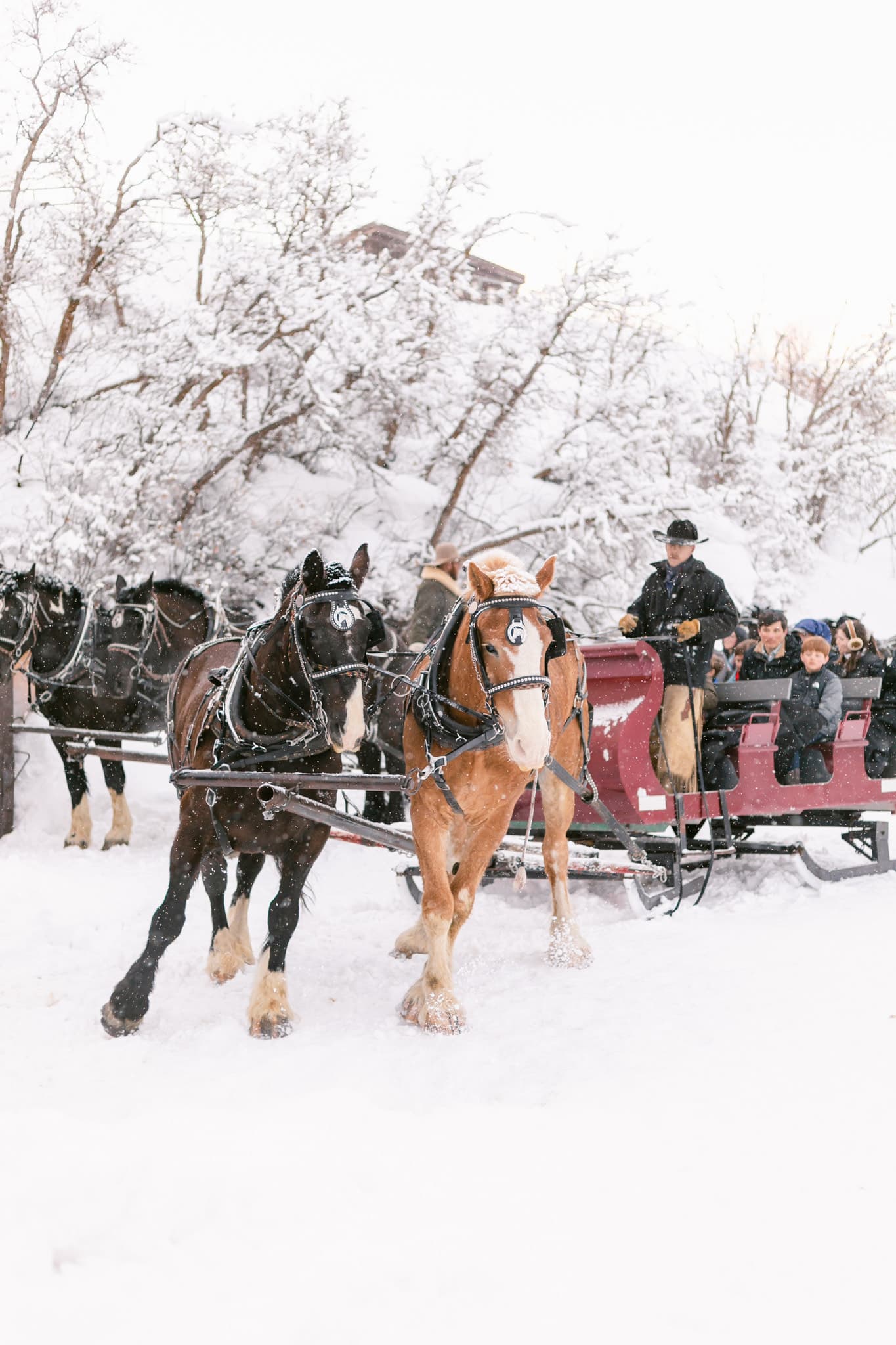 Horse drawn sleigh ride through snowy meadows